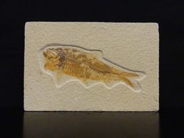 Versteinerter Fisch Fossil KNIGHTIA EOCAENA GREEN RIVER USA
