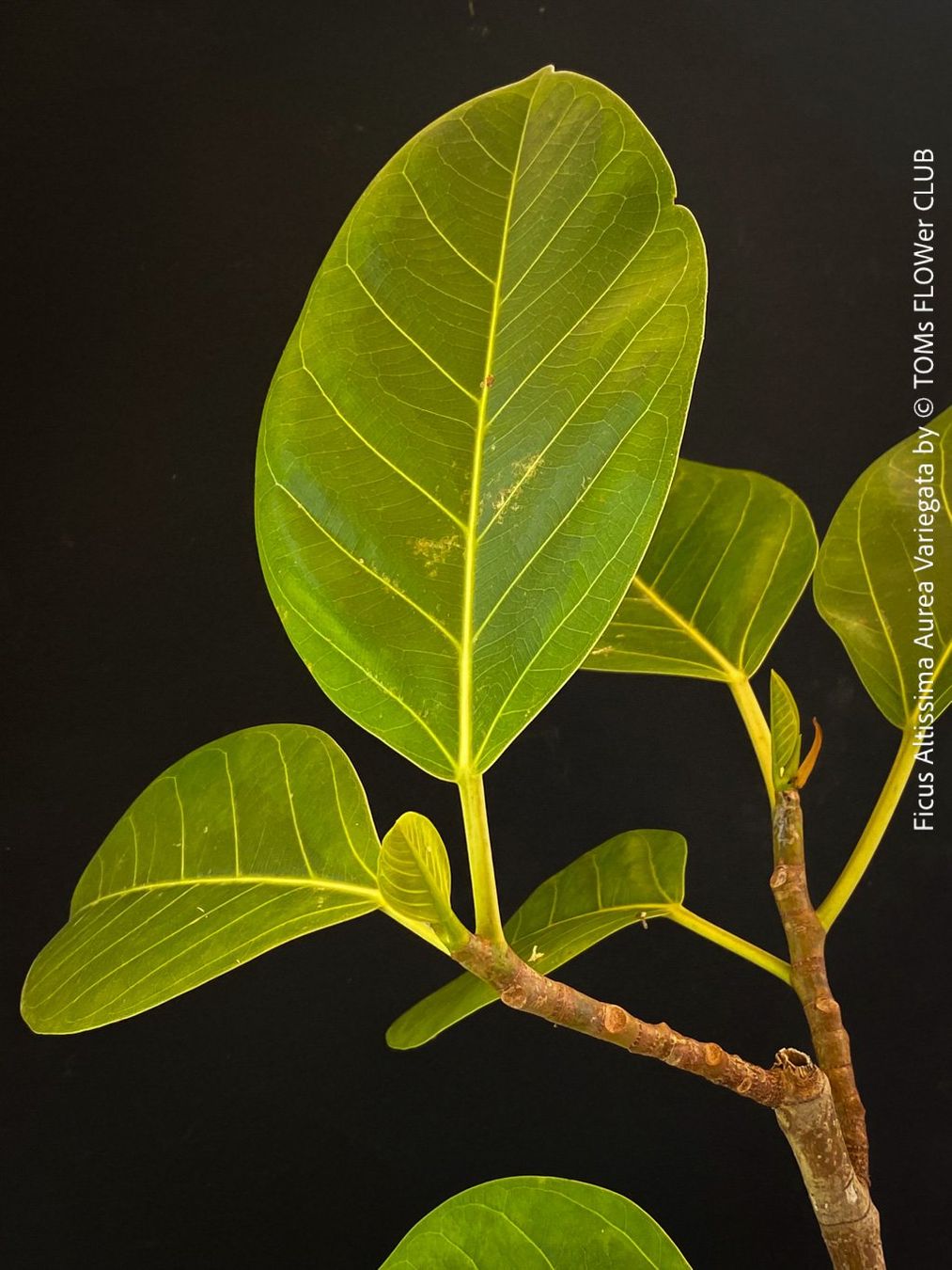 Pflanzen & Samen: Ficus Altissima Aurea Variegata - als Steckling – Neu und originalverpackt aus Adliswil von astom369 7