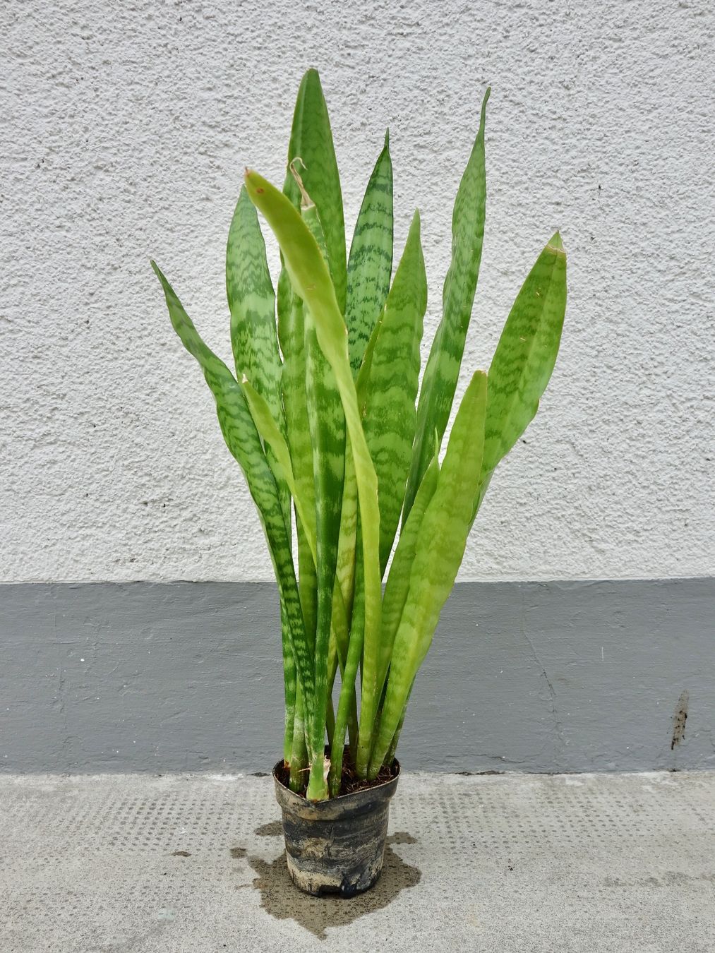 Piante & sementi: Bogenhanf Sansevieria Trifasciata – Nuovo (secondo la descrizione) da Kerzers venduto da zimmergruener