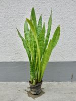 Bogenhanf Sansevieria Trifasciata