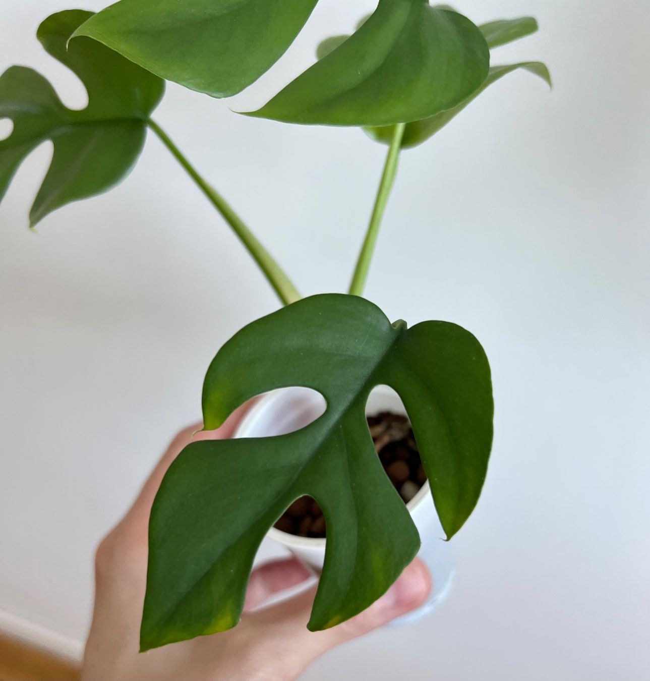Piante & sementi: Monstera minima💚 – Usato da Glattpark(Opfikon) venduto da ste_n99y 3