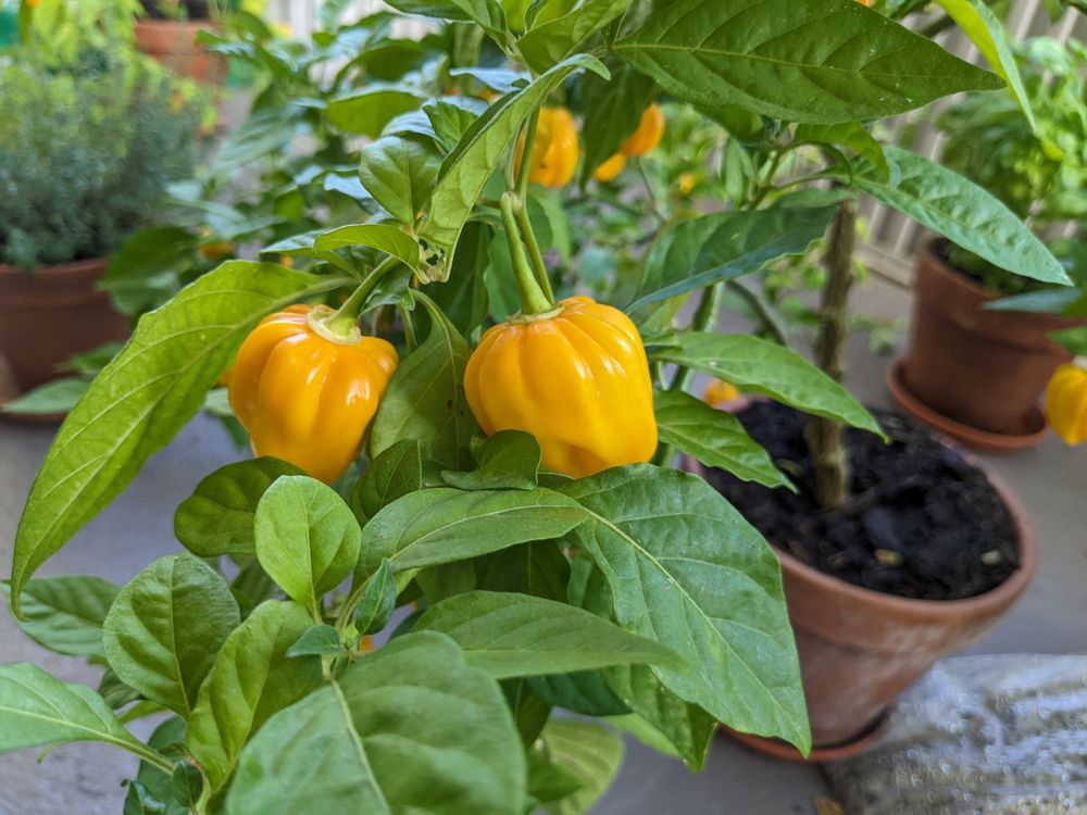Habanero Chilli Pflanzen mit vielen reifen Früchten dran Kaufen auf