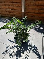 Glücksfeder / ZZ-Pflanze (Zamioculcas) ca. 1 Meter