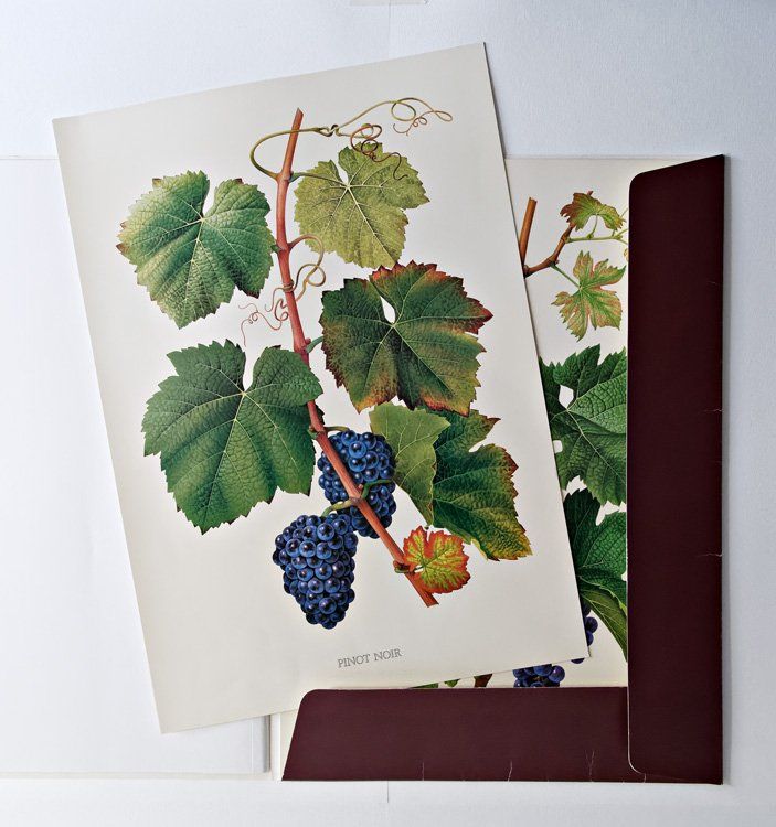 Livres: Cépages du vignoble suisse – D'occasion à Delémont par MaxPlan 3