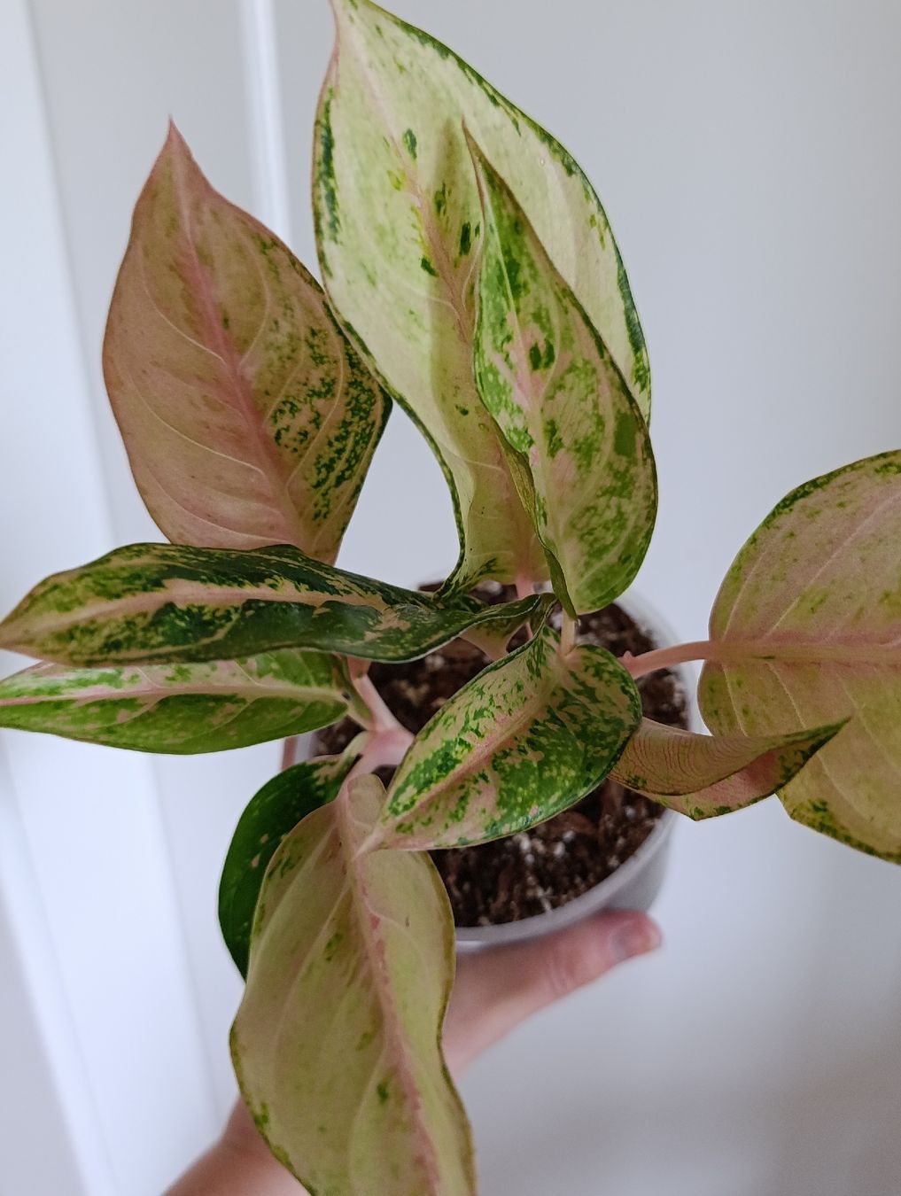 Piante & sementi: Aglaonema – Usato da Baar venduto da L.isa28