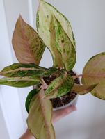 Aglaonema