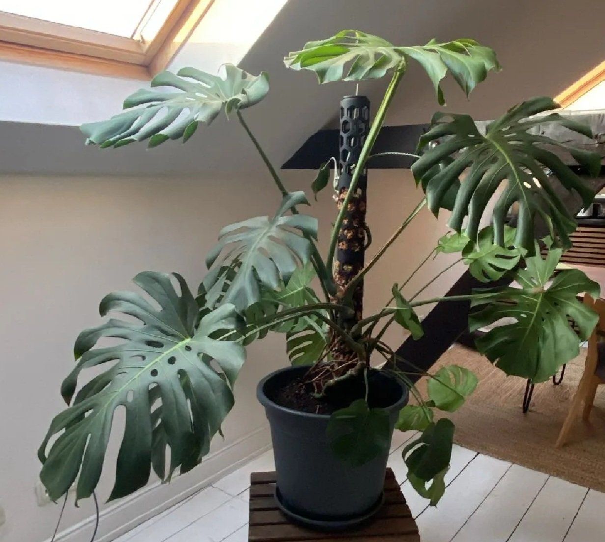 Altre Decorazioni per giardino: Moosstab /Pflanzen Kletterhilfe – Nuovo (secondo la descrizione) da Waldenburg venduto da Red_Diamond 2