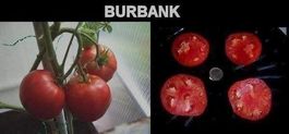 Protéine tomate !  PROT-BURBANK ! 3g