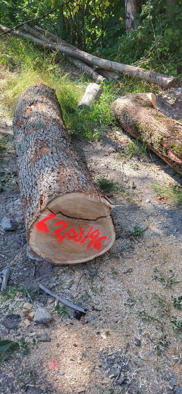 Holzartikel: Eiche Stamm Stammholz Massiv Eichenholz – Neu (gemäss Beschreibung) aus Jenins von Wald-kauz 4