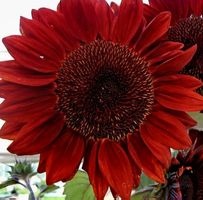 15 Samen sehr seltene Zier-Sonnenblume „Rote Sonne“