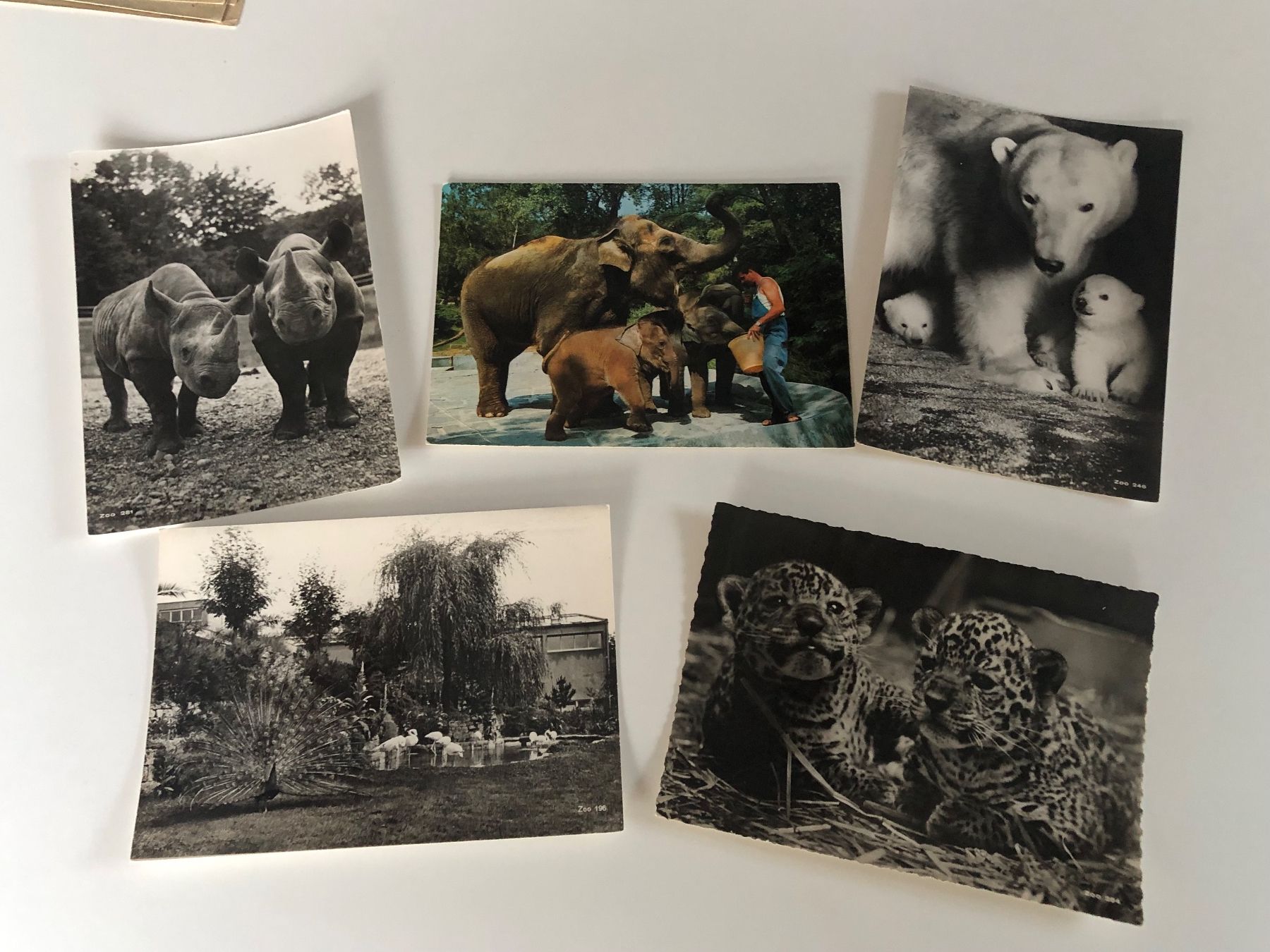 Ansichtskarten: 10 versch. Ansichtskarten ZOO ZÜRICH – Neu (gemäss Beschreibung) aus Lufingen von Rac0 3