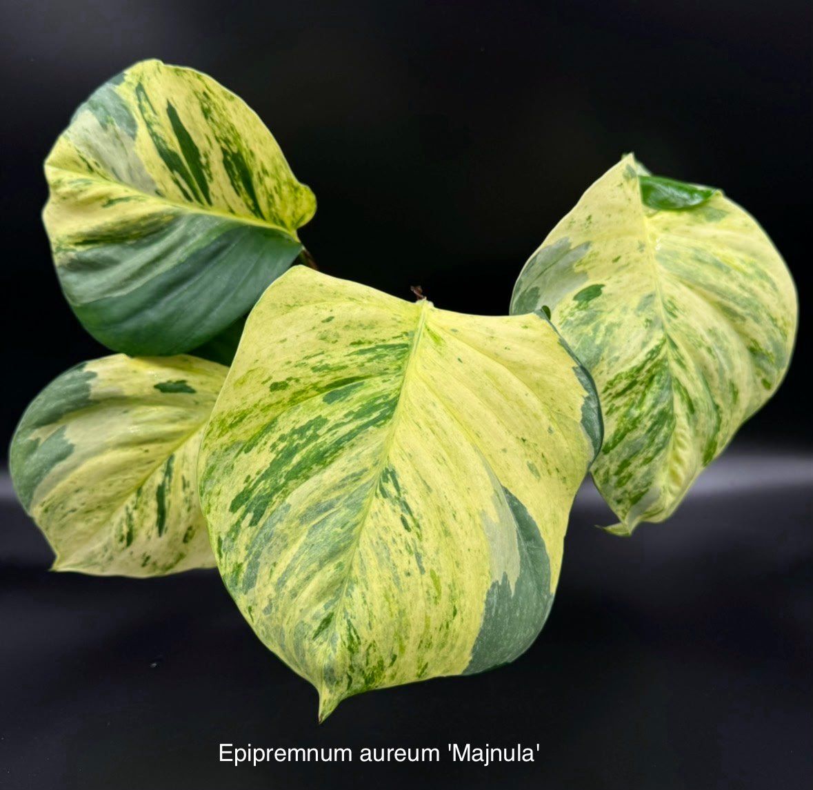 Piante & sementi: Epipremnum aureum 'Manjula' – Nuovo (secondo la descrizione) da Bühler venduto da googelibear