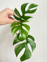 Monstera minima Kopfsteckling💚