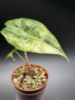 Alocasia Pink Dragon Aurea Variegata (2-4)