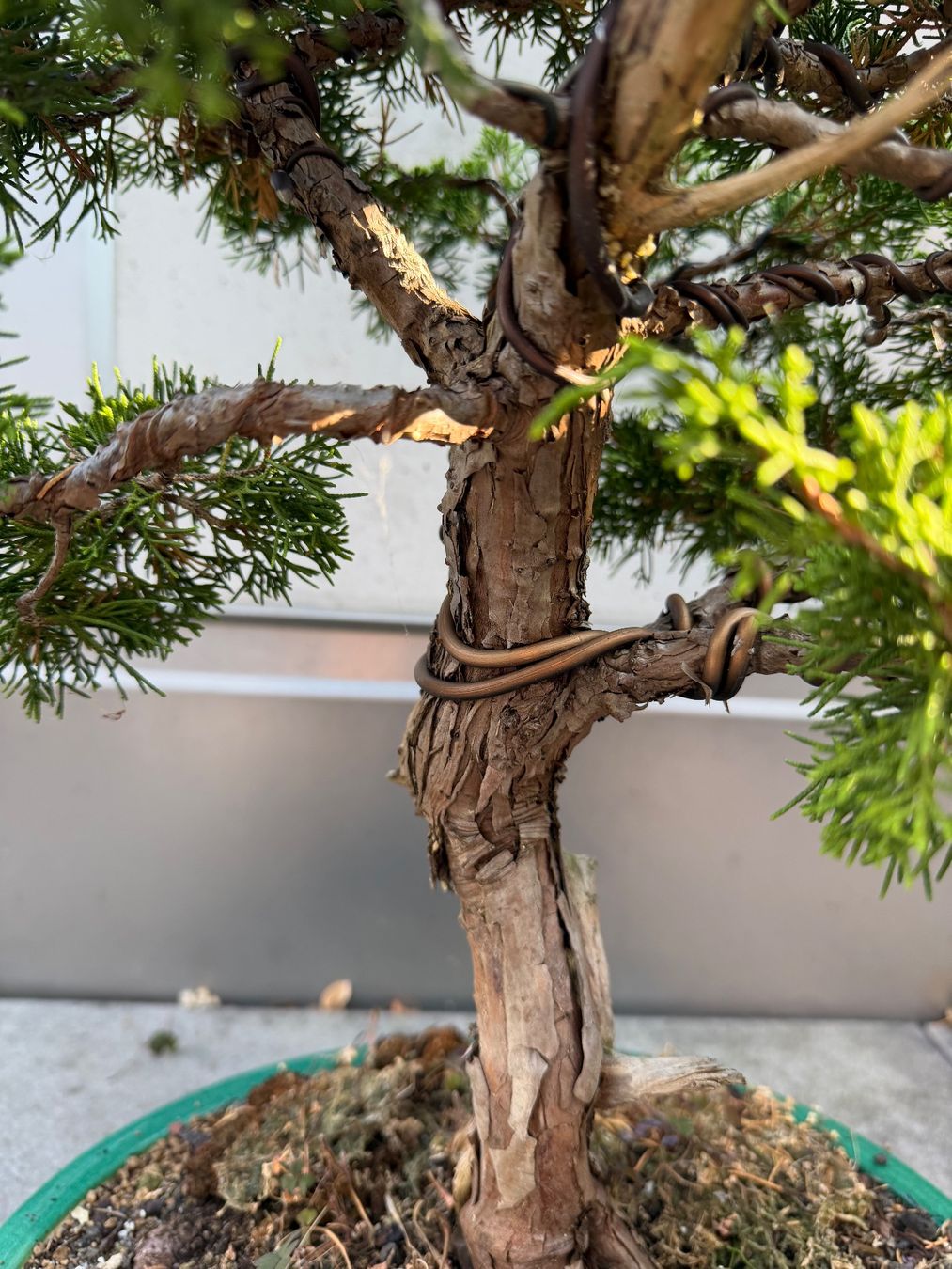 Pflanzen & Samen: Bonsai Chinesischer Wacholder – Gebraucht aus Ennetbaden von miboo 8