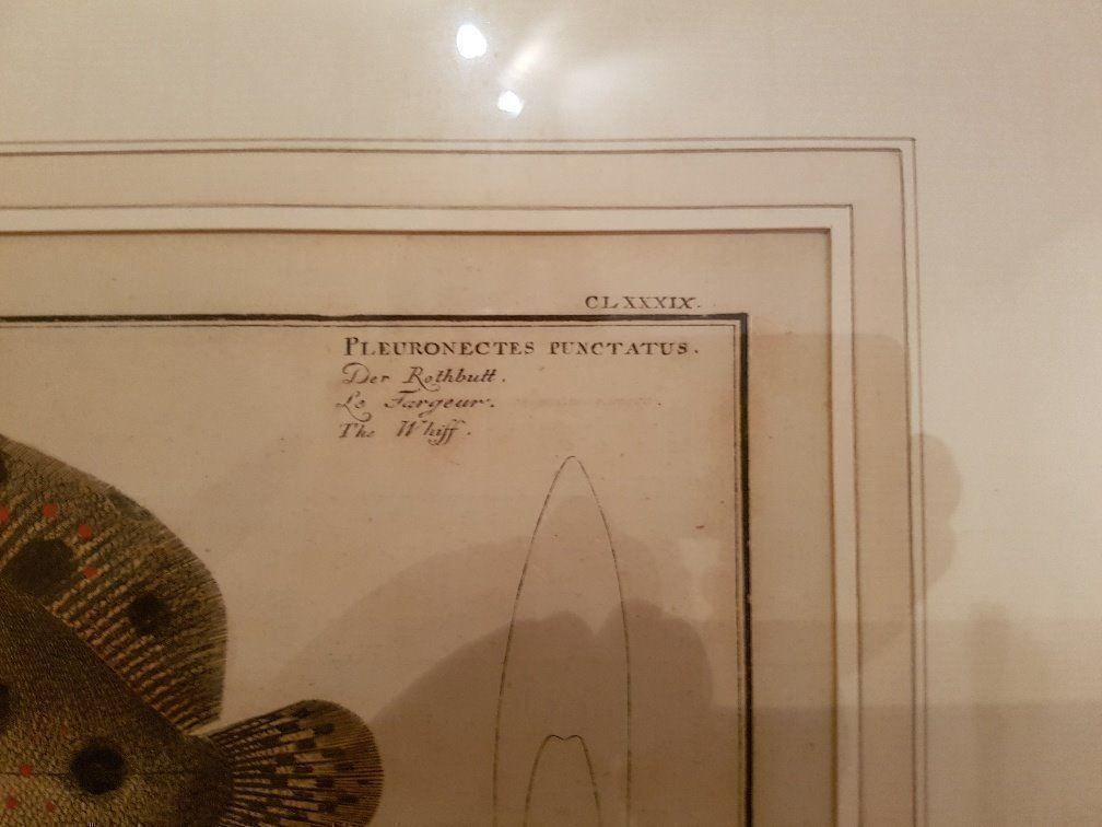 Poster & Bilder: Stich Der Rotbutt Pleuronectes Punctatus – Neu (gemäss Beschreibung) aus Gamprin-Bendern von uk9487Liechtenstein 1