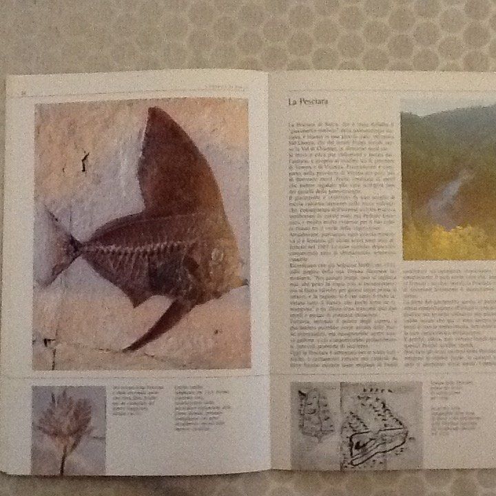 Bücher: Fossilien von Verona Musei – Gebraucht aus Olten von smiples 1