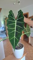 Alocasia Frydek Green on Green Rhizom