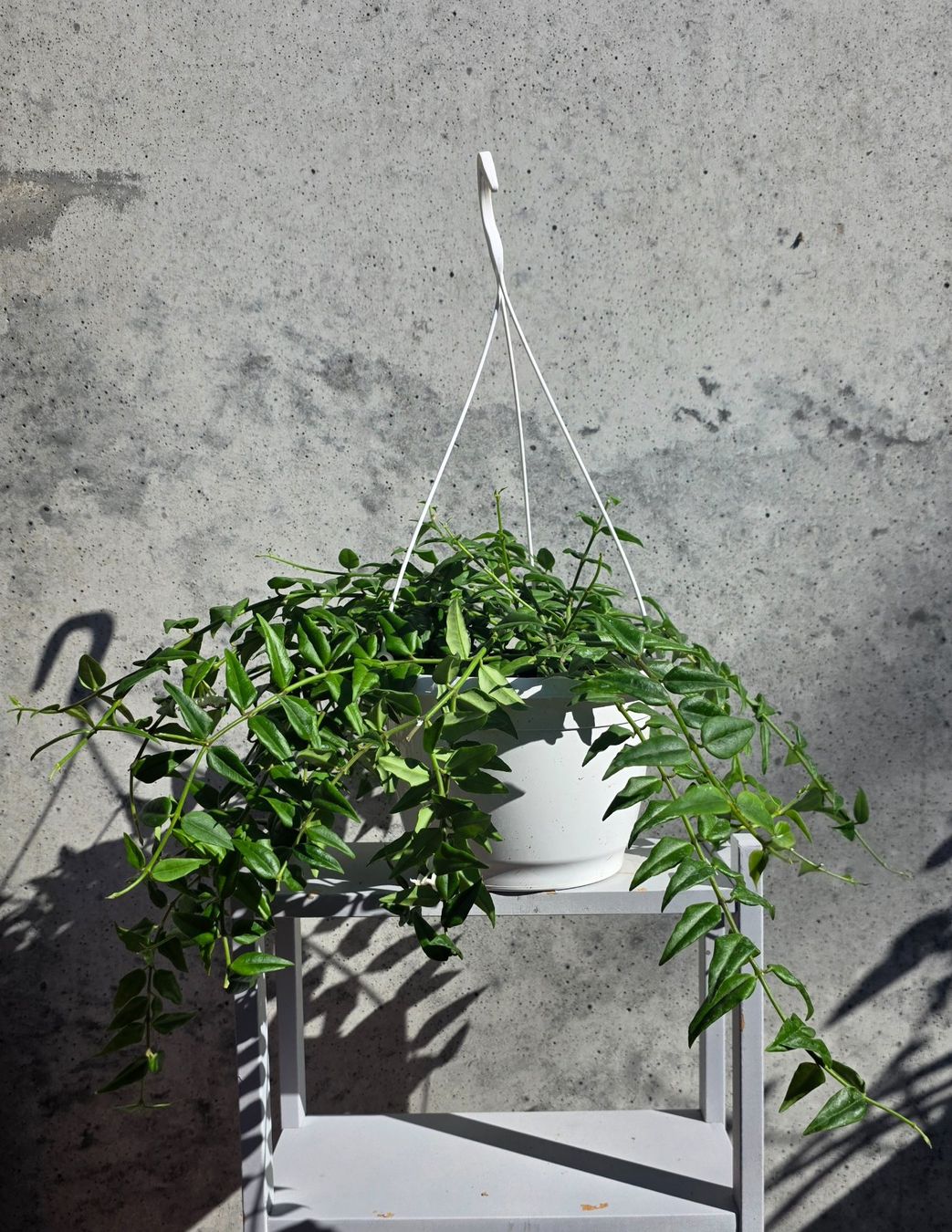 Plantes & graines: Hoya Bella – Neuf (Voir description) à St.Erhard par Plumilandschweiz 2