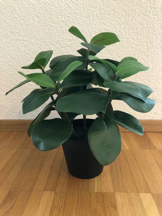 Künstliche Pflanze Ikea Kaufen auf Ricardo