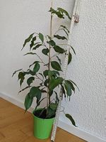 Ficus Benjamina - Zimmerpflanze Birkenfeige ca. 65 cm