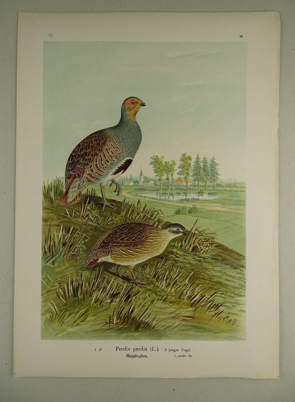 Grafica & Litografie: REPHUHN, CHROMOLITHOGRAPHIE UM 1900 – Usato da Grüningen venduto da Kartensammler 1