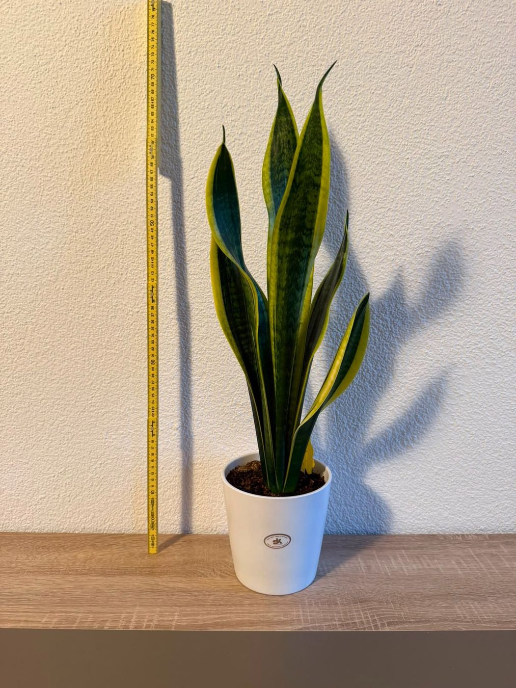 Pflanzen & Samen: Sansevieria – Neu (gemäss Beschreibung) aus Biel/Bienne von Zookeeper 1