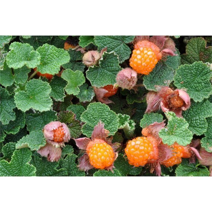 Piante & sementi: Framboisier orange rampant 'Emerald Carpet' 2 PLANTS – Nuovo (secondo la descrizione) da Bremblens venduto da FIBONACCI369