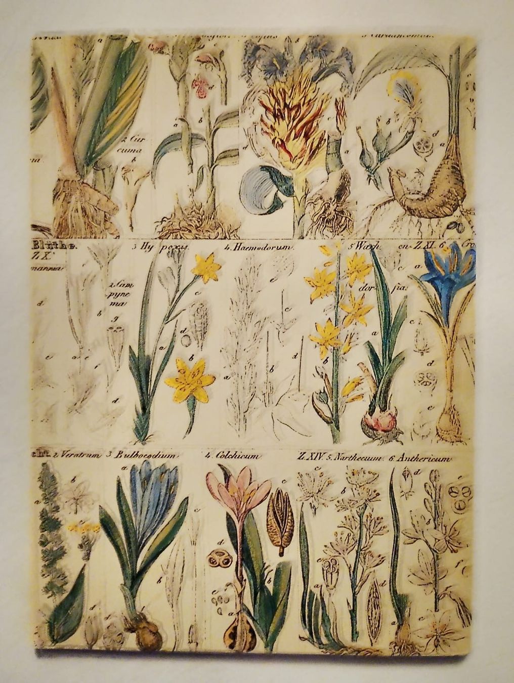 Libri: Heilkraft der Natur – Usato da Ehrendingen venduto da 2Guagua2 1