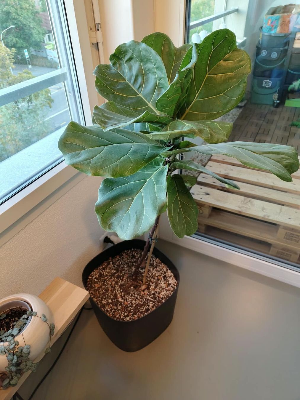 Pflanzen & Samen: Ficus lyrata – Gebraucht aus Zürich von cla_hz6t 1
