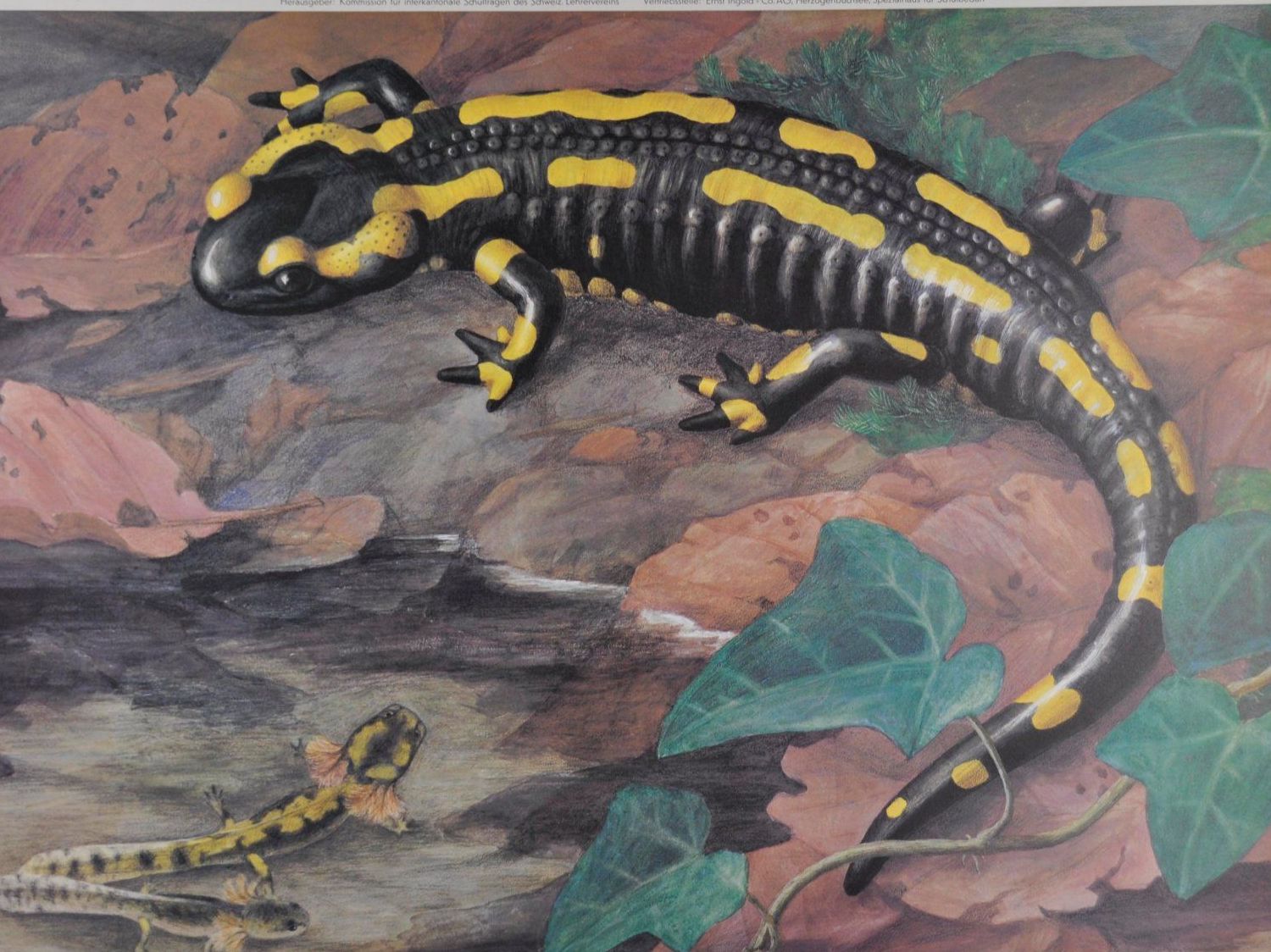 Foto & Immagini: Schulwandbild Feuersalamander Marta Seitz /  @mar – Usato da Härkingen venduto da sammelbecken