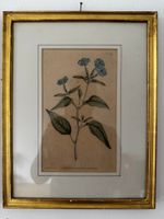 Botanischer Stich J. Sowerby W. Curtis No. 34, Aug. 1804