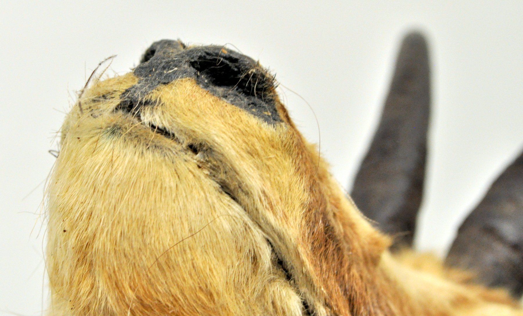 Il mondo degli animali: Tête de chamois naturalisée – Usato da Neuchâtel venduto da Neuchatel 7