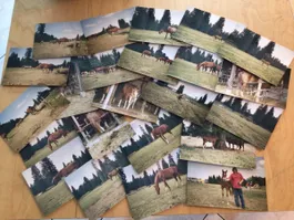 Grosse Fotosammlung Pferde auf Weide und im Stall (nr.113)
