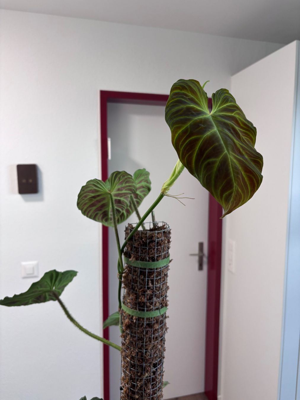 Piante & sementi: Philodendron Verrucosum 'Panther' – Usato da Oberbuchsiten venduto da Muskatellerchen 2