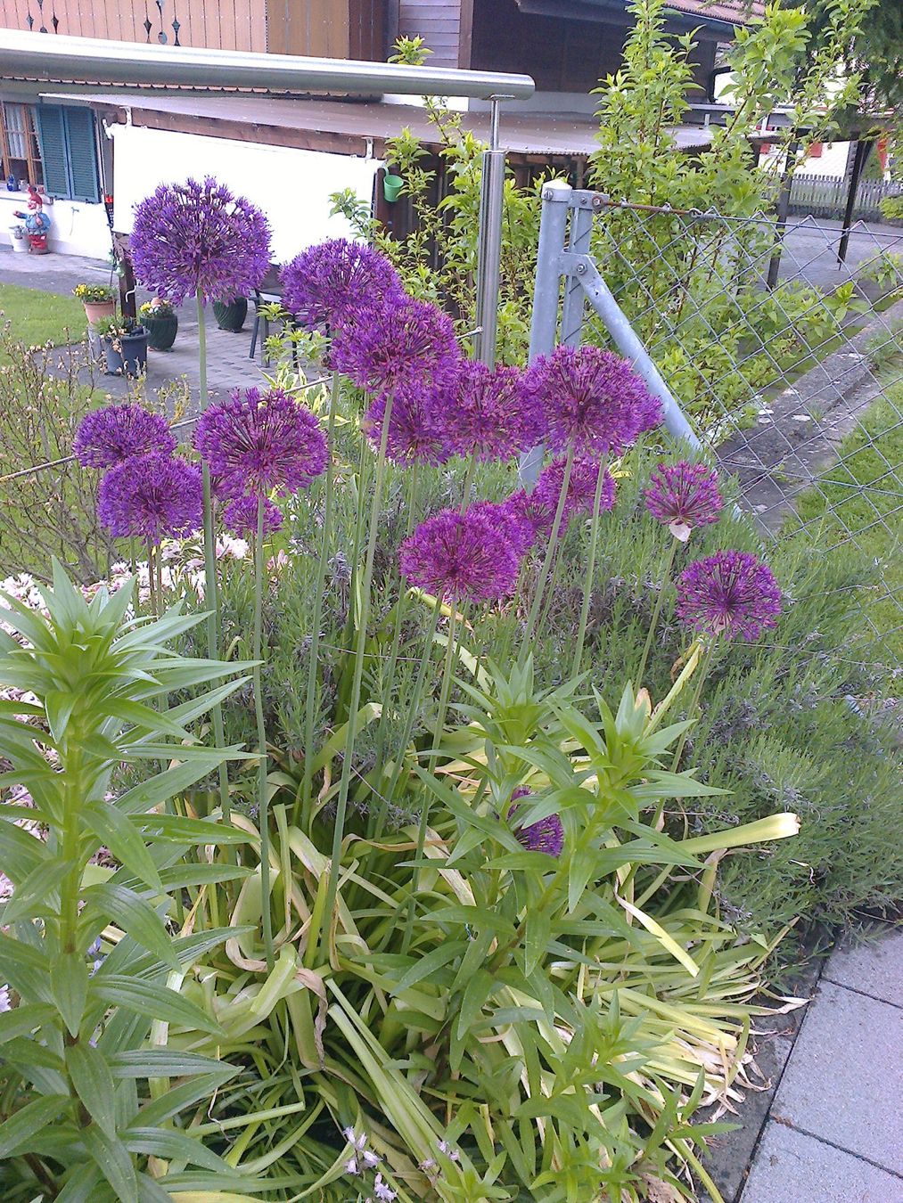 Piante & sementi: Blaue Allium Samen (150Stk) Versand möglich!!!!! – Nuovo (secondo la descrizione) da Krauchthal venduto da Tokaji67