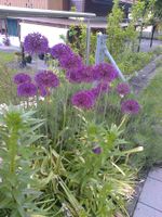 Blaue Allium Samen (150Stk) Versand möglich!!!!!