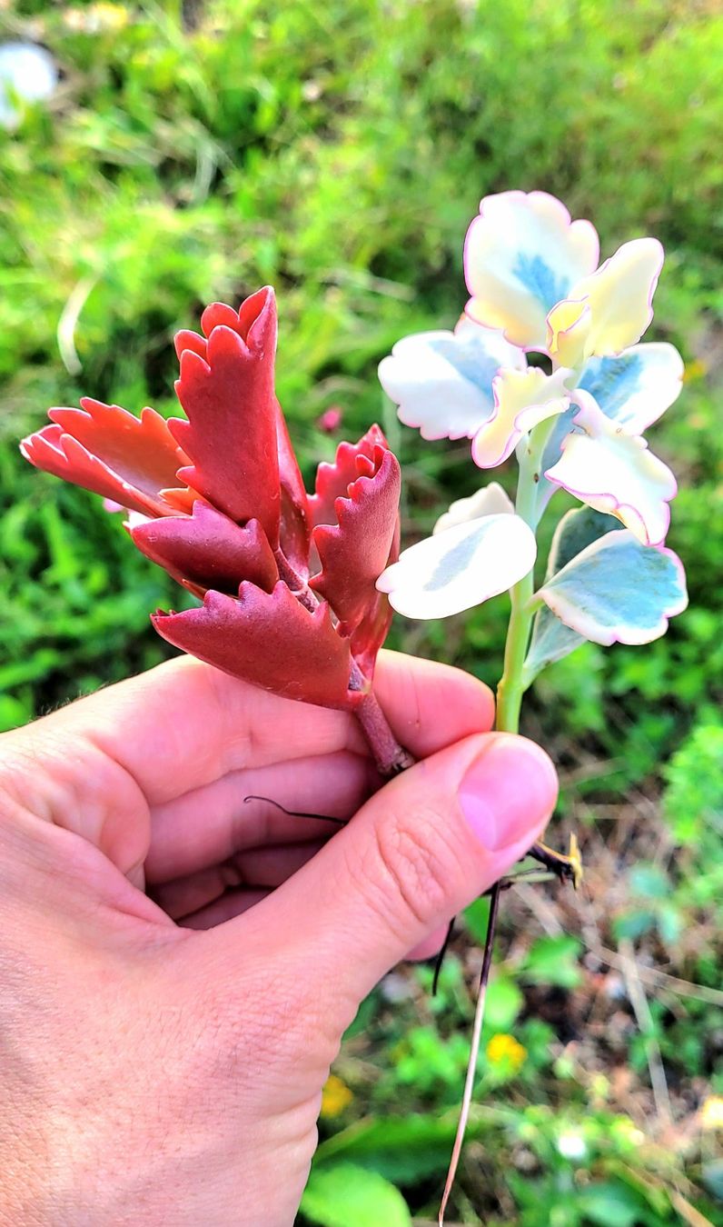 Piante & sementi: Kalanchoe Stecklinge – Nuovo (secondo la descrizione) da Zürich venduto da The_Plant_Wizard