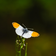 Profile image of schmetterling20