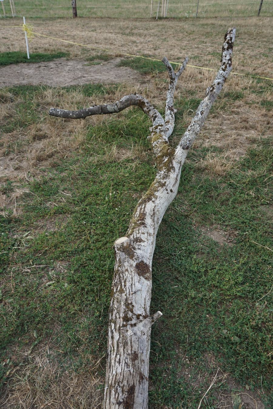 Holzartikel: Nussbaum, Ast – Gebraucht aus Schleinikon von Tabsu