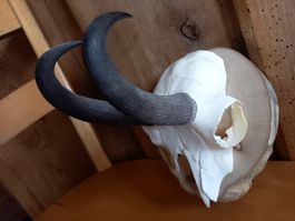 Schöne Gams -  Trophäe auf  Holzsockel