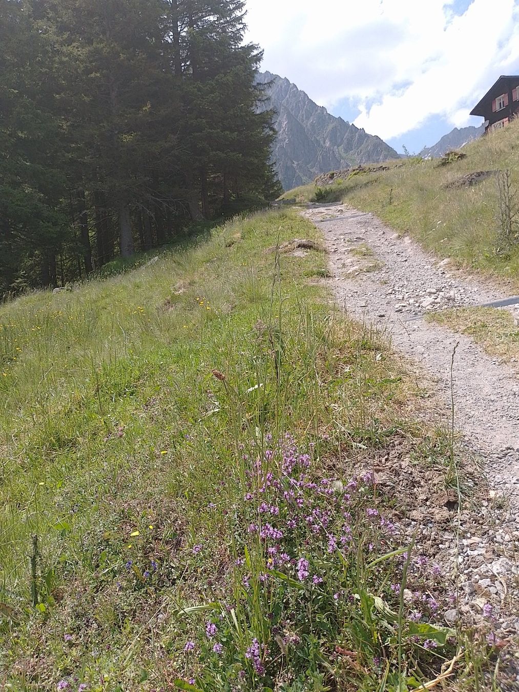Aliments & Spécialités: Chrütertee Urner Oberland – Neuf avec emballage d'origine à Gurtnellen par AlexandraB51 4