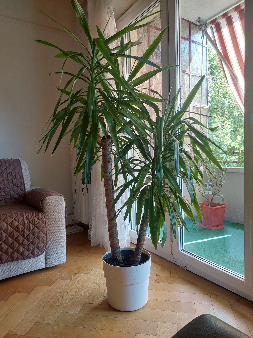 Piante & sementi: Superbe yucca d'intérieur - deux troncs – Usato da Lausanne venduto da sou_y69h 2