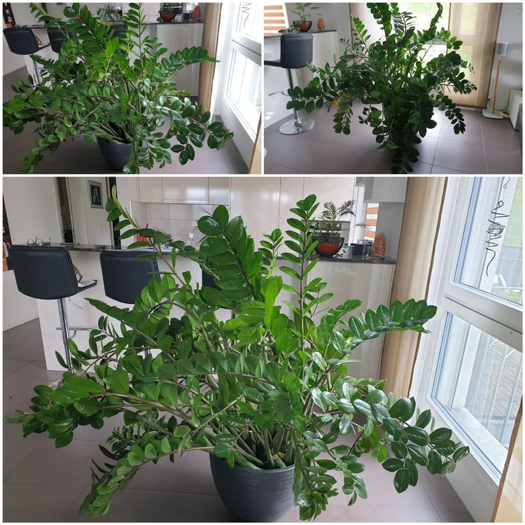 Gummibaum / Zamioculcas / Glücksfeder Kaufen auf Ricardo
