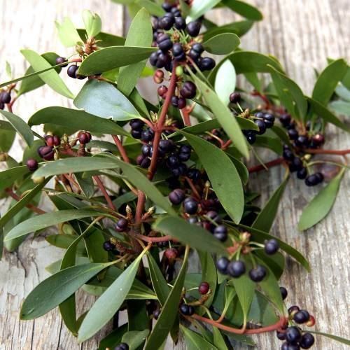 Piante & sementi: Poivrier de Tasmanie   2 PLANTS – Nuovo (secondo la descrizione) da Bremblens venduto da FIBONACCI369