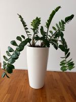 Zamioculcas zu verkaufen–Pflegeleicht, ideales Zimmerpflanze