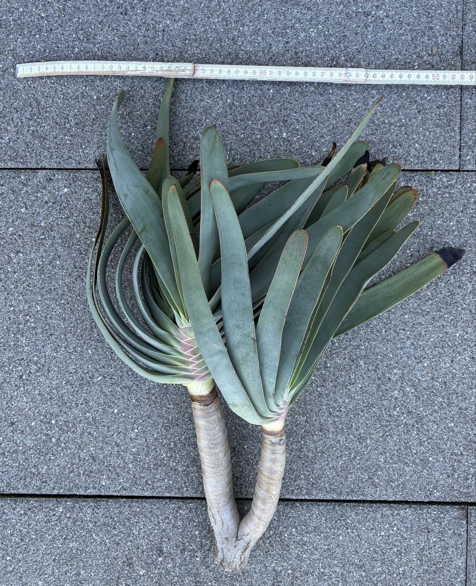 Plantes & graines: Aloe plicatilis – Neuf (Voir description) à Altendorf par Monteiroastrild 3