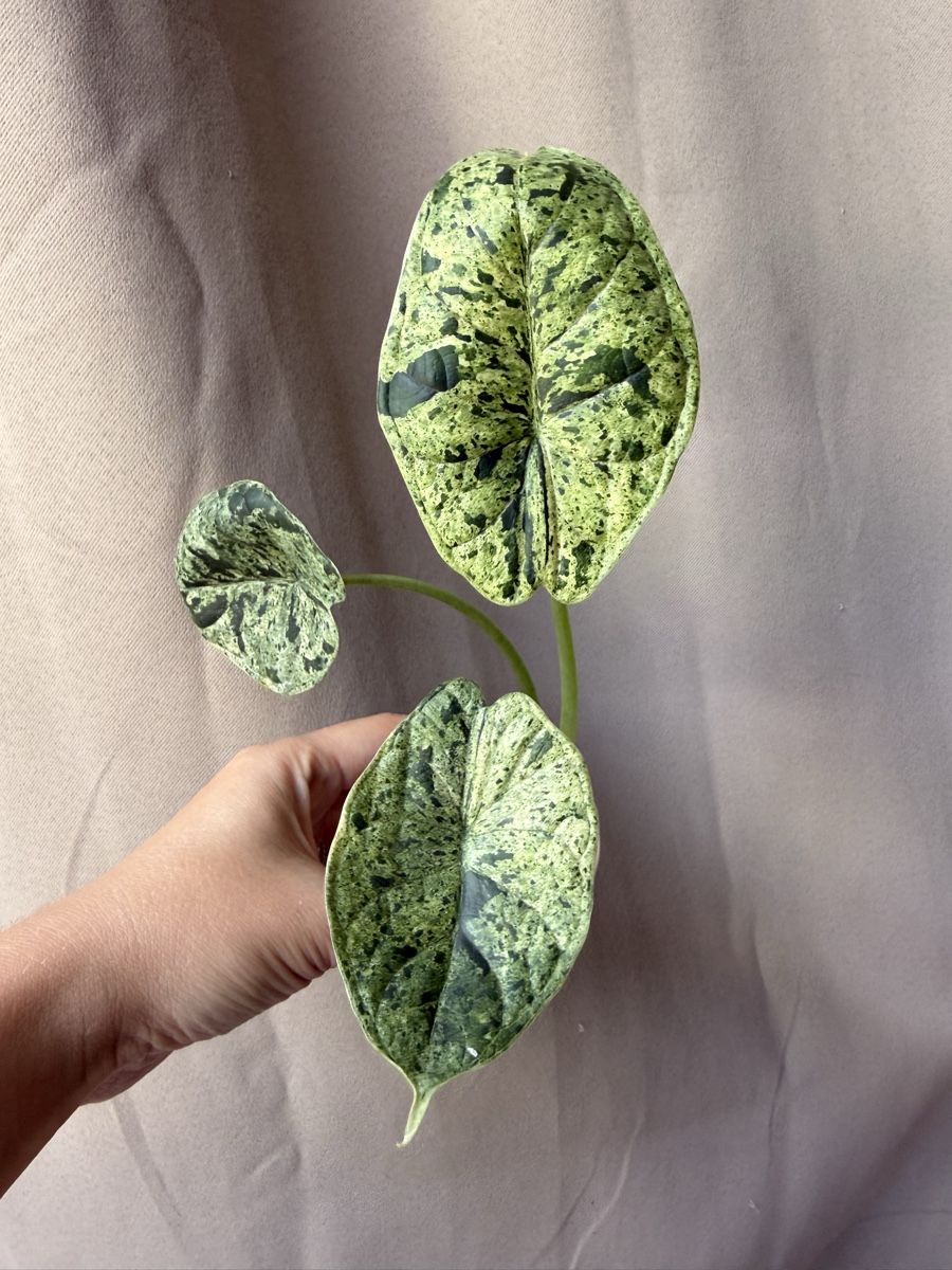 Pflanzen & Samen: 🥰 Alocasia Dragon Scale Mint – Neu (gemäss Beschreibung) aus La Tour-de-Trême von LyAmy 1