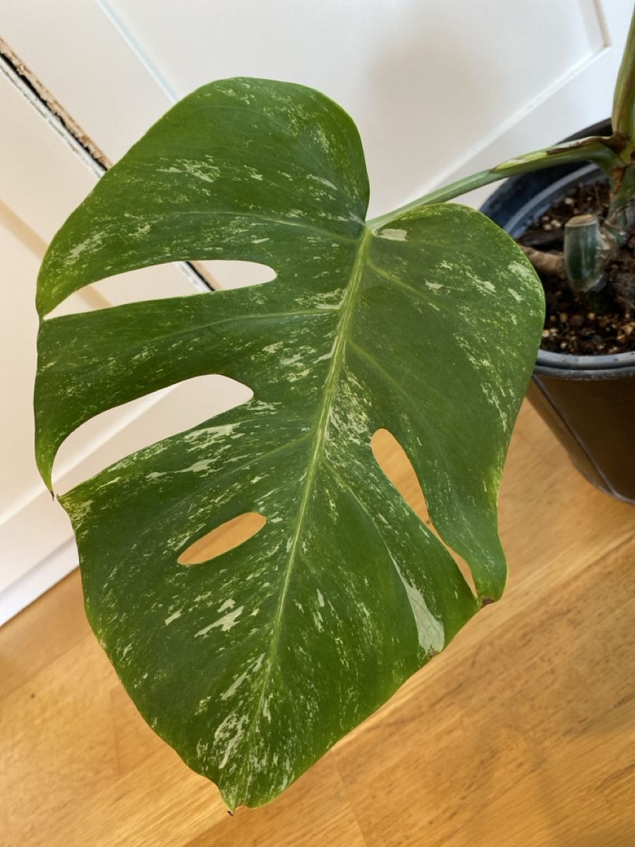 Plantes & graines: Monstera borsigiana variegata  – D'occasion à Zürich par sim_hly6 2