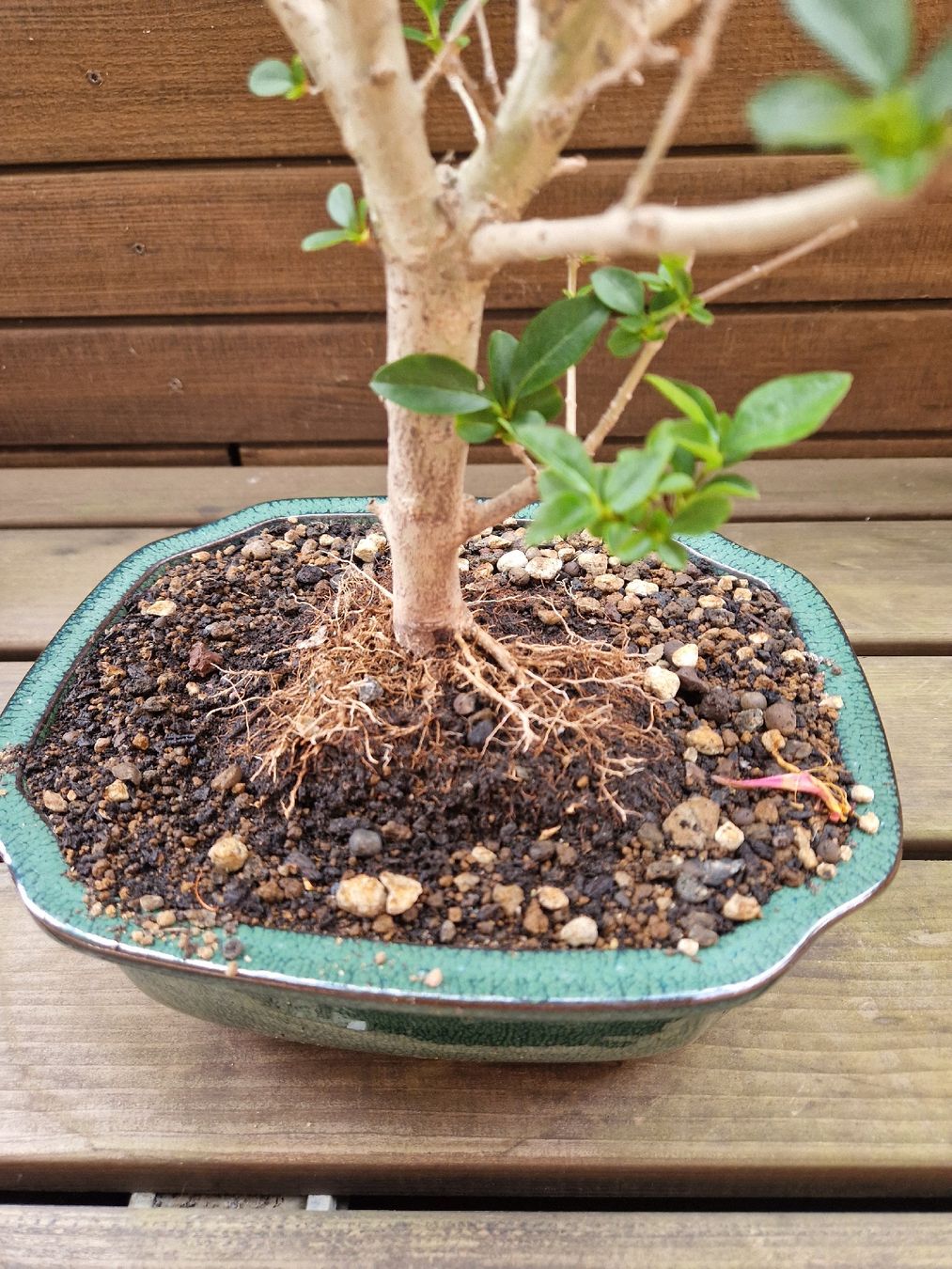 Piante & sementi: Bonsai Liguster – Nuovo (secondo la descrizione) da Baden venduto da georges5442 3